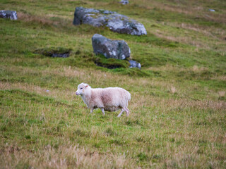 Naklejka premium Faroe Island