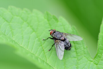 葉にとまっているハエ（埼玉県/6月）