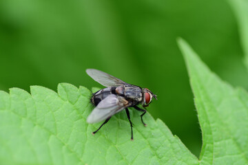 葉にとまっているハエ（埼玉県/6月）