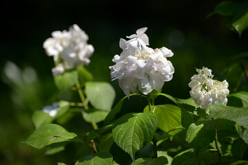 白いアジサイの花