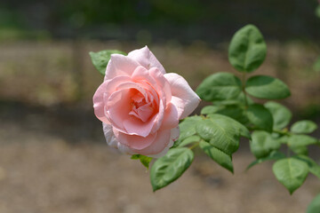 マヒナ８１　バラの花