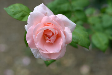 マヒナ８１　バラの花