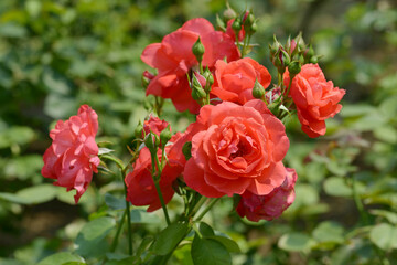 衣笠　バラの花