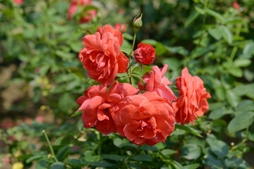 Obraz premium 衣笠 バラの花