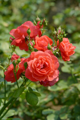 衣笠　バラの花