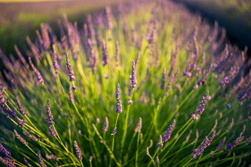 lavender flowers in the field