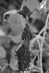 Obraz premium Caterpillars on stinging nettle. 