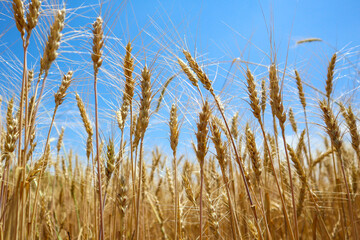 yellow ripe wheat field. a clear day. agriculture.  