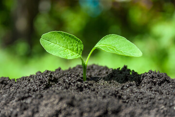 Green sprout in the black soil. Fertile soil.