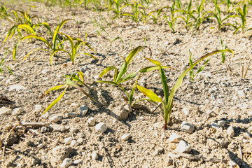 Champ de maïs touché par la sécheresse, retard de croissance. Sol argilo-calcaire