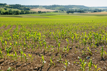 Champ de maïs touché par la sécheresse, retard de croissance. Sol argilo-calcaire