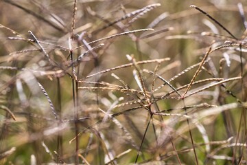 Grass close-up in golden sunlight 1