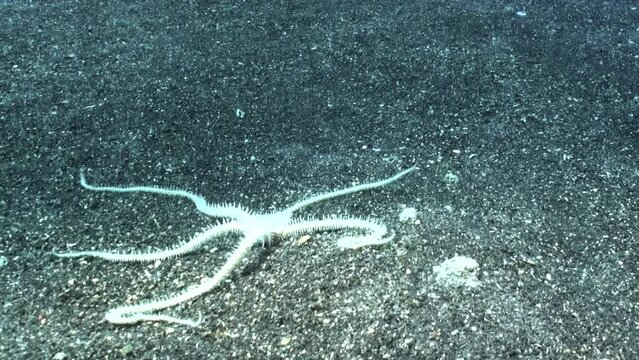 marbled brittle star moving fast over dark sandy bottom using all five arms, long shot