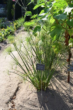 Papyros cyperos