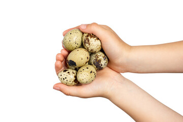 Isolated hands on a white background. Quail eggs in hand. A handful of quail eggs.