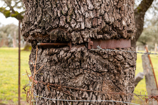 Tronco de &aacute;rbol rodeado de metal