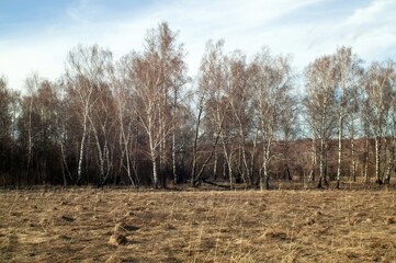 Obraz premium last year's grass in a field in early spring