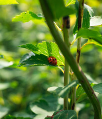 red ladybug on green leaf hides in shadow at sunny day. Green broad leaves. Red ladybug on a green leaf in the garden. A macro portrait of a red ladybug or coccinellidae with black spots