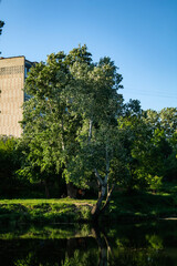 Obraz premium Green tree near to lake at sunny day at the spring. Beautiful scenery near the lake among beech forest with huge tree. Peaceful summer landscape with green tree near a pond