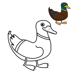 Coloring page with cartoon male mallard (Anas platyrhynchos) isolated on white background