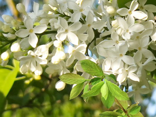 summer white   lilac bush branch with blossom flowers on sun light blue sky spring plant in park