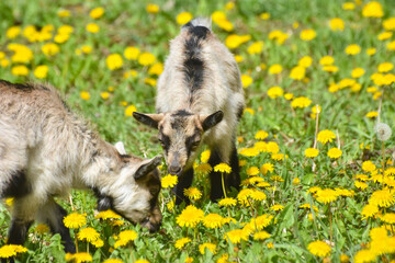Beautiful kid on the meadow with dandelions