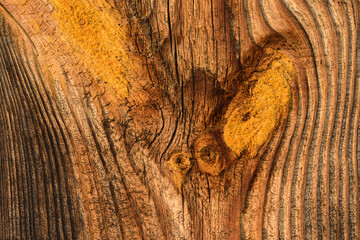 Zbliżenie na drewniane słoje  widoczne ne powierzchni drewa