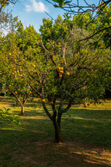 Fototapeta na wymiar owocujące drzewo mandarynkowe w ogrodzie