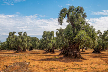 Przepiękne drzewa oliwne rosnące na pomarańczowej, żyznej ziemi, Puglia, Włochy