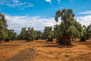 ogromne, bardzo stare drzewa oliwne w zadbanym ogrodzie