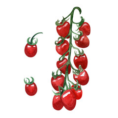 Hand-painted watercolor red cherry tomatoes with a green twig, isolated on a white background. Suitable for menu design, postcards, cuisine, textiles, scrapbooking.
