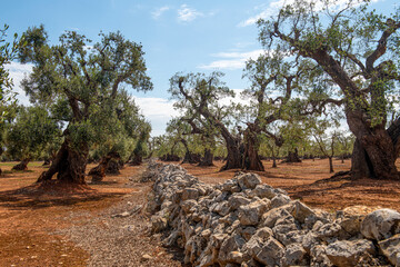 Bakteria Xylella fastidiosa powoduje poważne szkody w sadach drzew oliwnych na południu Włoch - obrazy, fototapety, plakaty