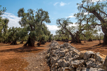 Fototapeta Bardzo stare drzewa oliwne, Puglia, Włochy obraz