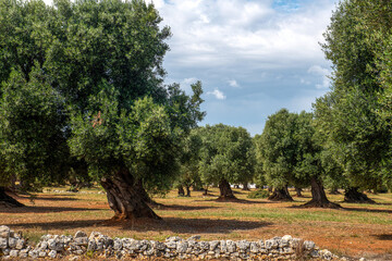Gaj oliwny, Puglia, Włochy
