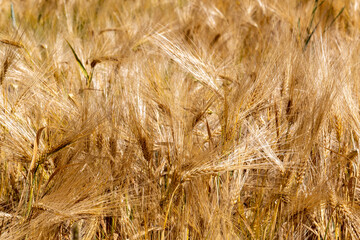 Field with ripe barley in summer