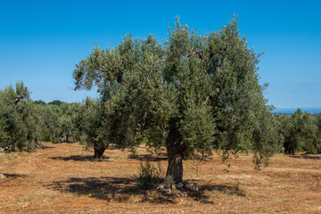 Piękne, bardzo stare drzewo w gaju oliwnym, Puglia, Włochy