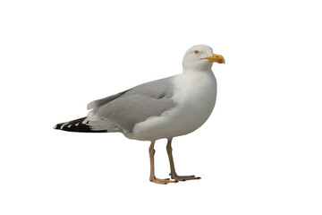 herring gull (larus argentatus) isolated on white
