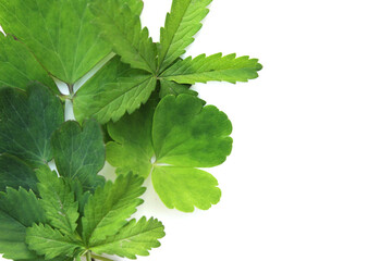 Fresh green flora foliage with copy space on white background