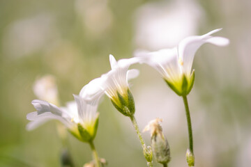 białe kielichowate kwiatki rogownica polna cerastium arvense - obrazy, fototapety, plakaty