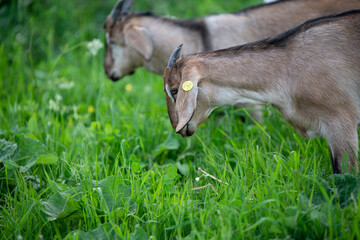 portrait of young   goats  walking around green grass. farm life