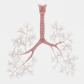Realistic 3D Render of Trachea and Bronchi