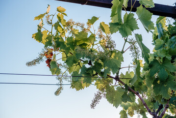 Young blooming grapes sprout on wire trellis in the vineyard