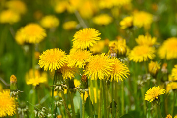 Yellow dandelions in a field. Close Up of yellow spring dandelion flowers and seeds