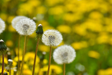 Yellow dandelions in a field. Close Up of yellow spring dandelion flowers and seeds