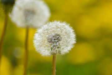 Yellow dandelions in a field. Close Up of yellow spring dandelion flowers and seeds