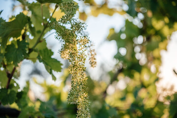 Young blooming cluster of grapes on the grape vine on vineyard close-up