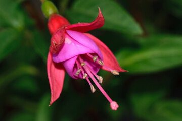 różowa fuksja magellańska makro kwiat szczegóły 