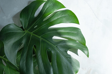 Monstera plant on a grey marble background. concept of minimalism. Monstera deliciosa or Swiss cheese plant tropical leaves background