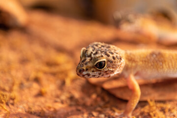 gecko in a terrarium closeup