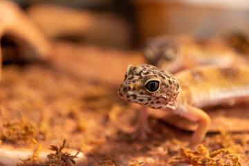 gecko in a terrarium closeup